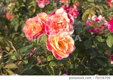Red and yellow roses are in bloom in the rose garden. The name of this rose is Subneil de Anne Frank. 78336709