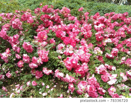 Yokohama Yamate British Garden Rose Red May 14, 2021 Yokohama Yamate British Garden Rose Red May 14, 2021 78336720