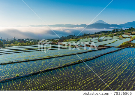 (Yamanashi Prefecture) Mt. Fuji over the rice terraces in Nakano after rice planting 78336866