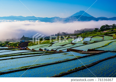 (Yamanashi Prefecture) Mt. Fuji over the rice terraces in Nakano after rice planting 78336867