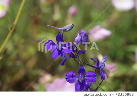春天公園裡盛開的千鳥莊紫花 春天公園裡盛開的千鳥莊紫花 78336998