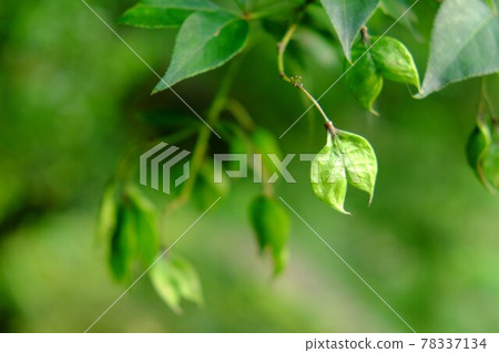 Staphylea pinnata 種子 [相模原市築井市 7 月] 78337134