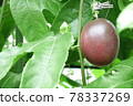 Tropical fruit passion fruit 78337269