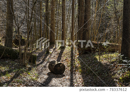 Velky Sokol gorge, Slovak Paradise national park 78337612