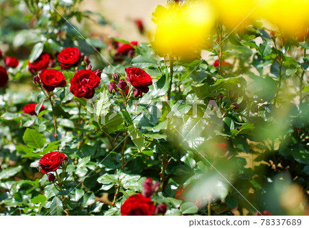 Red roses in the rose garden 78337689