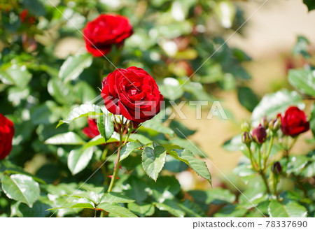 Red roses in the rose garden Red roses in the rose garden 78337690