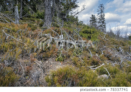 Dried trees, Big Fatra mountains, Slovakia Dried trees, Big Fatra mountains, Slovakia 78337741
