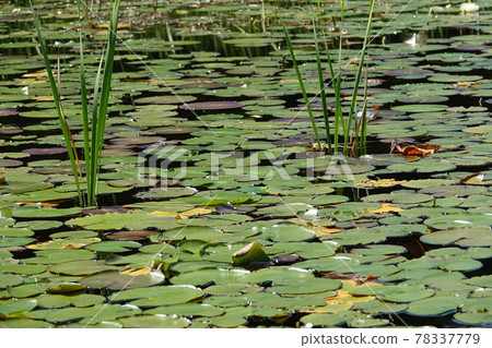 黑藏沼澤、羊葉津巴 78337779