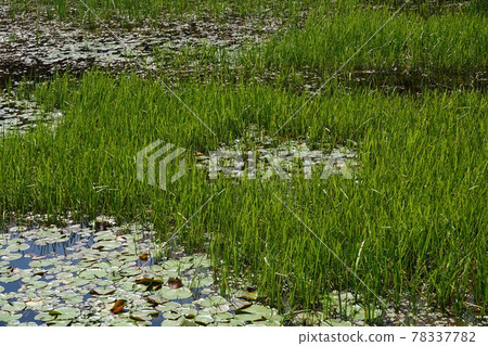 Sprout of Yoshi on the pond of Kurosawa Marsh Sprout of Yoshi on the pond of Kurosawa Marsh 78337782