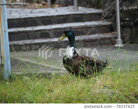 Duck 78337825
