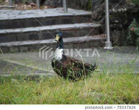 Duck Duck 78337826