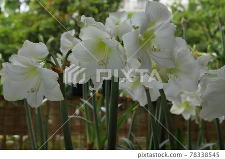 Pure white amaryllis close-up Pure white amaryllis close-up 78338545
