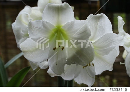 Pure white amaryllis close-up Pure white amaryllis close-up 78338546