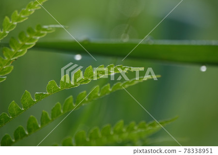 蕨葉 蕨葉 78338951