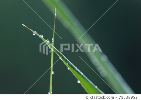 滴在葉尖 滴在葉尖 78338952