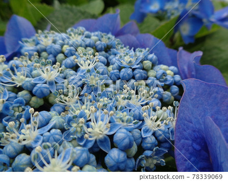 Hydrangea 78339069
