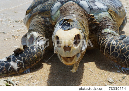 海龜身體（觀看注意事項） 78339354