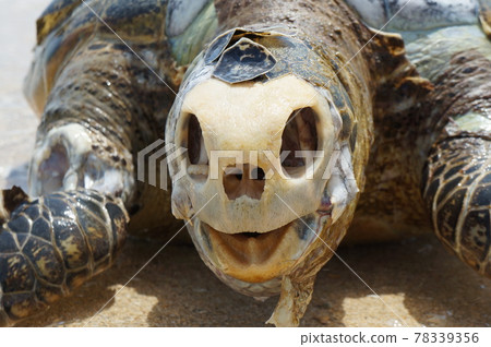 海龜身體(觀看注意事項) 海龜身體(觀看注意事項) 78339356