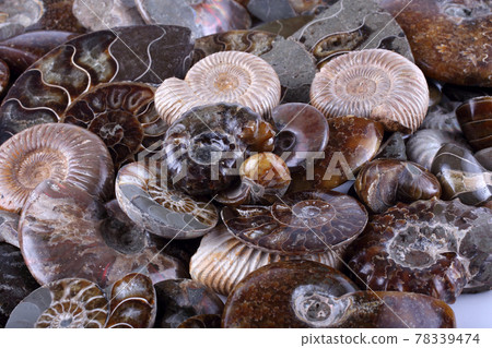 Ammonite background. Different ammonite varieties 78339474