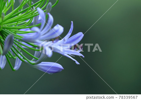 Blooming radially 78339567