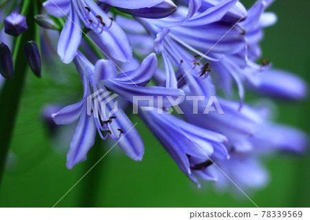Blooming radially 78339569