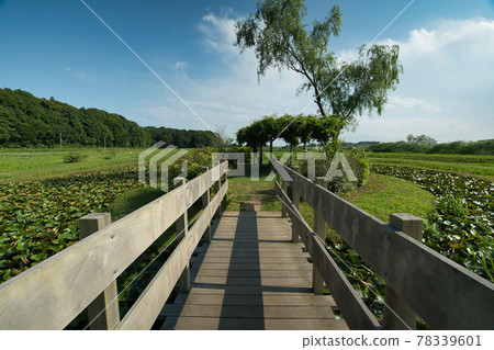 牛久沼澤公園 牛久沼澤公園 78339601