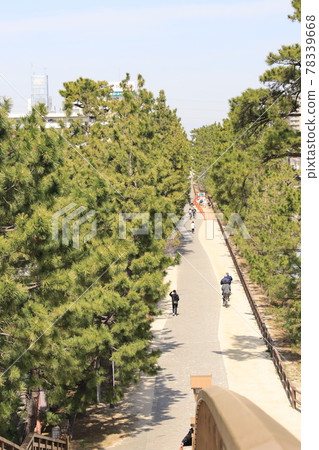 Scenery of Soka pine trees in Soka, Saitama Prefecture Scenery of Soka pine trees in Soka, Saitama Prefecture 78339668