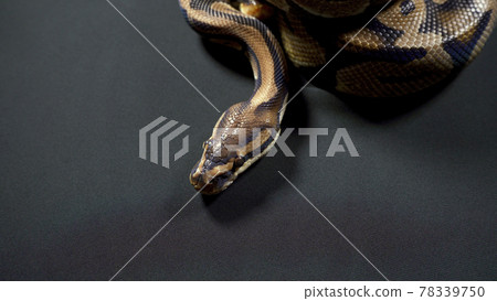 Photo of royal ball python on black dark background Photo of royal ball python on black dark background 78339750