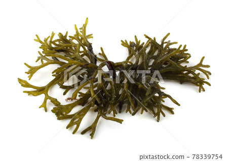 Alga isolated on white 78339754