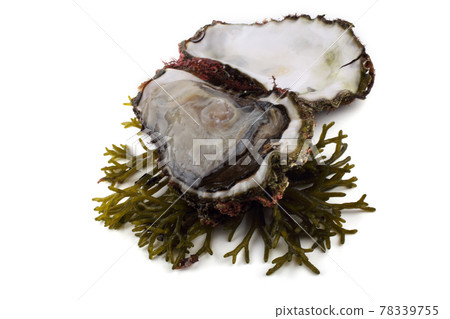Alga isolated on white 78339755