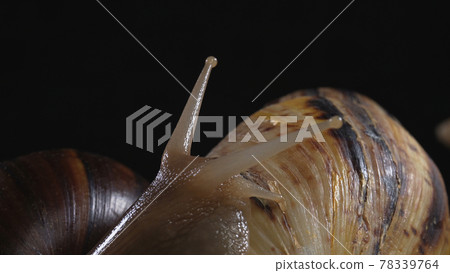 Close up shooting of Achatina on black Close up shooting of Achatina on black 78339764