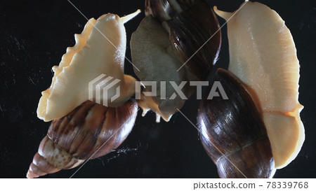 Close up of three Achatina snails on black background Close up of three Achatina snails on black background 78339768
