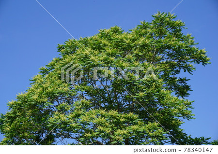 “臭椿”盛開 “臭椿”盛開 78340147