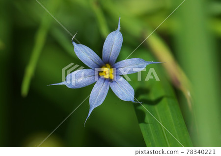 Aiiro Niwazekisho 靛藍石菖蒲 的花 照片素材 圖片 圖庫