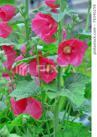 Noble and dignified flowers 78340259