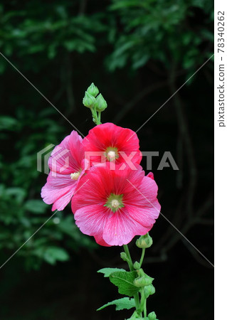 Noble and dignified flowers 78340262