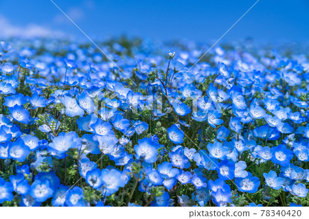 《Ibaraki Prefecture》 Nemophila Hill / Hitachi Seaside Park 《Ibaraki Prefecture》 Nemophila Hill / Hitachi Seaside Park 78340420