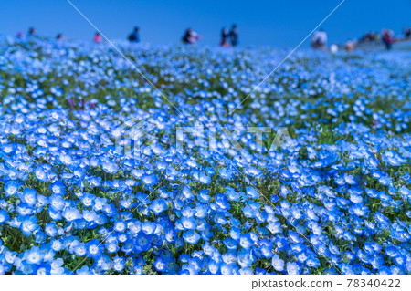 《Ibaraki Prefecture》 Nemophila Hill / Hitachi Seaside Park 78340422