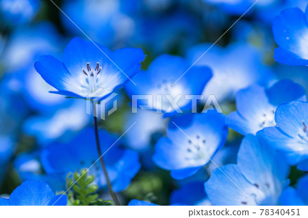 《茨城縣》 Nemophila Hill / 日立海濱公園 78340451
