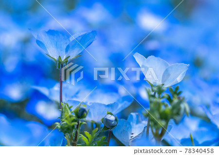 《茨城縣》 Nemophila Hill / 日立海濱公園 《茨城縣》 Nemophila Hill / 日立海濱公園 78340458