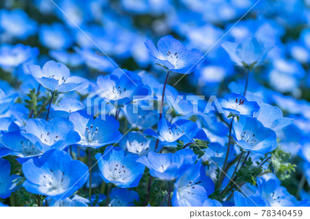 《茨城縣》 Nemophila Hill / 日立海濱公園 《茨城縣》 Nemophila Hill / 日立海濱公園 78340459