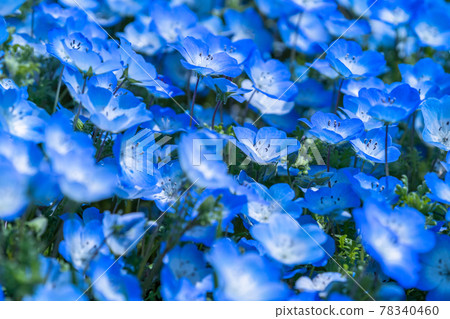 《茨城縣》 Nemophila Hill / 日立海濱公園 《茨城縣》 Nemophila Hill / 日立海濱公園 78340460