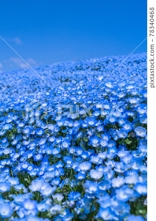 《茨城縣》 Nemophila Hill / 日立海濱公園 78340468