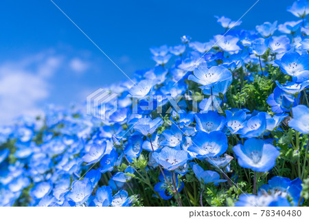 《Ibaraki Prefecture》 Nemophila Hill / Hitachi Seaside Park 《Ibaraki Prefecture》 Nemophila Hill / Hitachi Seaside Park 78340480