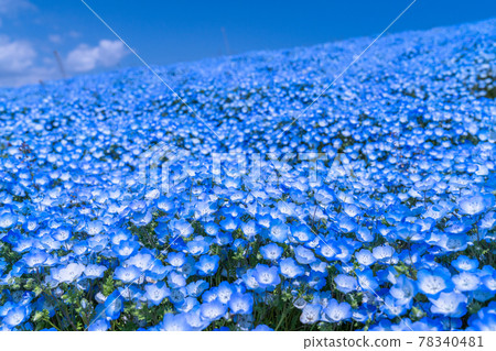 《茨城縣》 Nemophila Hill / 日立海濱公園 《茨城縣》 Nemophila Hill / 日立海濱公園 78340481