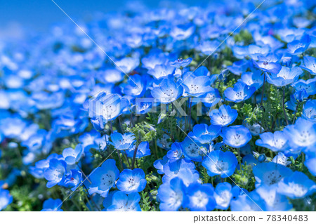 《Ibaraki Prefecture》 Nemophila Hill / Hitachi Seaside Park 78340483