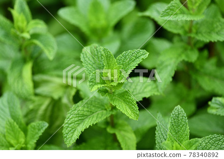 初夏蘋果薄荷 初夏蘋果薄荷 78340892