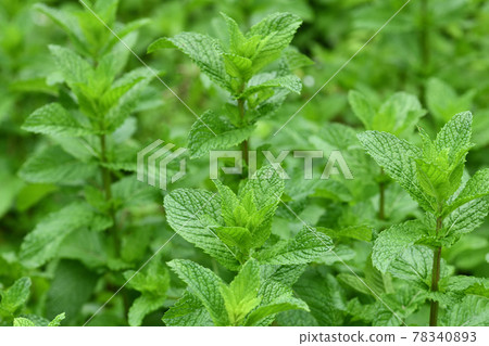 初夏蘋果薄荷 初夏蘋果薄荷 78340893