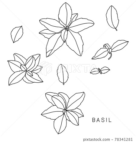 Basil. Vector hand drawn set herbs isolated - Stock Illustration ...