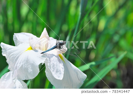 蜻蜓棲息在虹膜上 78341447